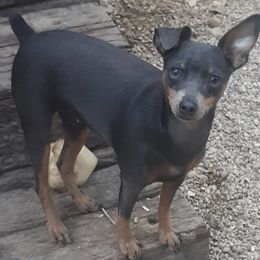Everest - Miniature Pinscher