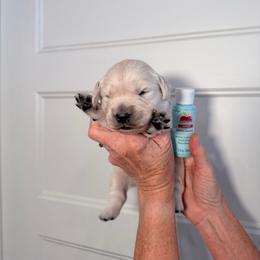 Boy 2 Light Blue - Light golden male Golden Retriever puppy in Mc Minnville, Tennessee from Wishaw Whisky Golden Retrievers