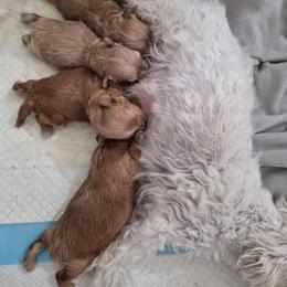 Maltipoo puppies from Poodle house CA