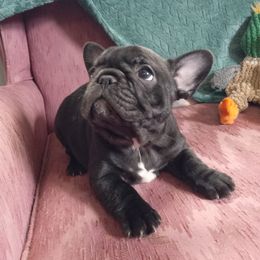 French Bulldog Puppies from Hammar French Bulldogs