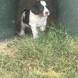 English Springer Spaniel Puppies from Desert Shadow Springers