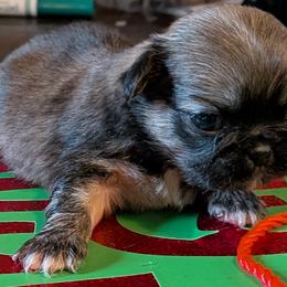 Girl 2 - Fawn sable female Pekingese puppy in Crown City, Ohio from Amy’s Lil Pekingese