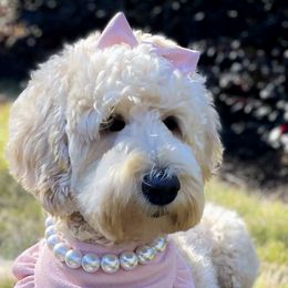 Double Doodles and Goldendoodles from Patterson Doodles GVL