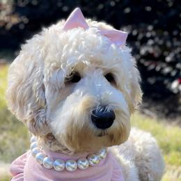 Double Doodles and Goldendoodles from Patterson Doodles GVL