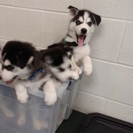 Siberian Huskies from Throne of White Wings