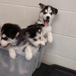 Siberian Huskies from Throne of White Wings