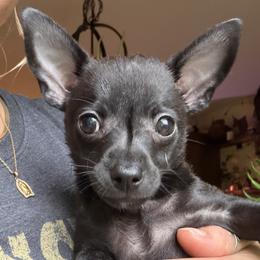 Gizi - Black female Chihuahua puppy in Wausau, Wisconsin from Nine Mile Farms