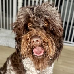 Cindy - Australian Labradoodle