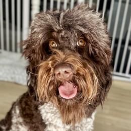 Cindy - Australian Labradoodle