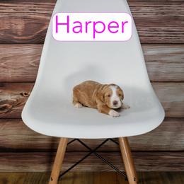 Harper - Red  female Goldendoodle puppy in Calhoun, Georgia from Happy Top Doodles