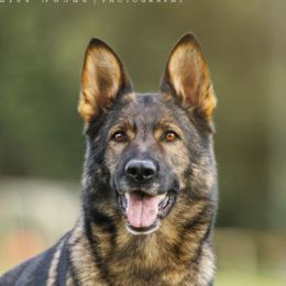Ria - German Shepherd