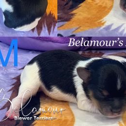 Boy 1 - Biewer Terrier puppy in Brooklyn, New York from Belamour Toys • Biewer Terriers & Maltese
