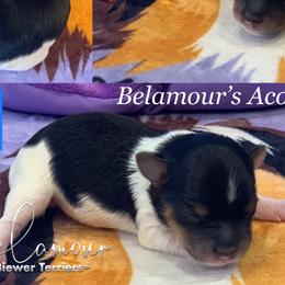 Boy 1 - Biewer Terrier puppy in Brooklyn, New York from Belamour Toys • Biewer Terriers & Maltese