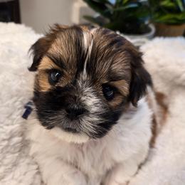 Blue Collar- Bastian - Brown and white male Shichon puppy in Upland, California from IDREAMOFPUPPIES
