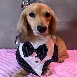 Pip - Dachshund
