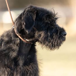 Mary - Black Giant Schnauzer puppy in Auxvasse, Missouri from Above Par Kennels
