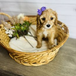 Gumdrop - Apricot female Cavapoo puppy in Nixa, Missouri from Davis Family Doodles