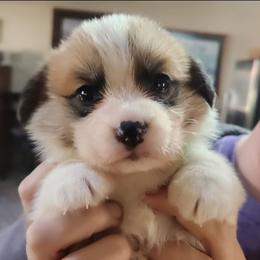 Black Thumb's High Roller - Red male Pembroke Welsh Corgi puppy in Easley, South Carolina from Rachael Singletary