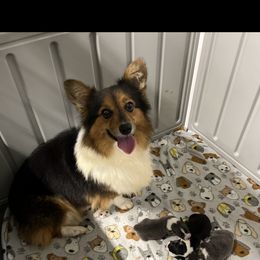 American Corgi and Pembroke Welsh Corgi Puppies from Beebe’s Corgis