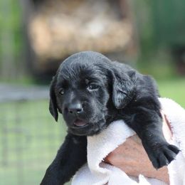 Girl 4 - Labrador Retriever puppy in Shiocton, Wisconsin from Green Acres Labrador Retrievers