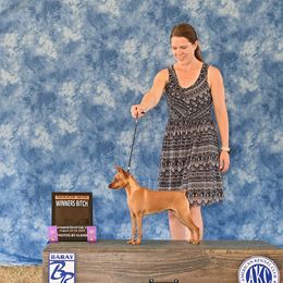 Miniature Pinscher All Grown Up from Peacock Miniature Pinschers