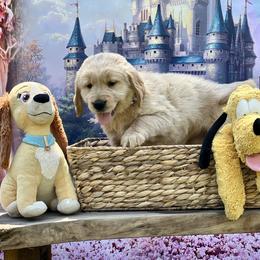 Golden Retriever Puppies from Morgan’s Heart of Gold Retrievers