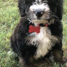 Bernedoodle Puppies from Gaston’s Posh Poodles and Doodles