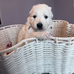 Brown boy - White male Berger Blanc Suisse puppy in Wilmington, North Carolina from Supernova Swiss Shepherds