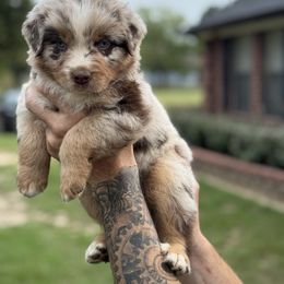 Green collar - Red merle male Australian Shepherd puppy in Greenville, Texas from Huneycutt Wiggles