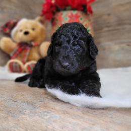 Rick - Black male Goldendoodle puppy in Woodburn, Indiana from DNLS Doodle Puppies