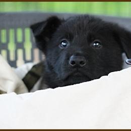 German Shepherd Puppies from Black Beauty Shepherds
