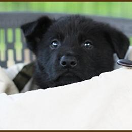 German Shepherd Puppies from Black Beauty Shepherds