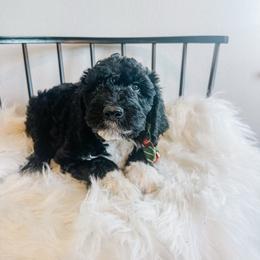 Turkey - Black and white male Sheepadoodle puppy in Republic, Missouri from DOOD & Co