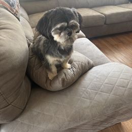 Shih Tzu puppies from Anna’s Shihtzus Darling Dobies and More