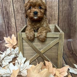 Tosha - Red female Cavapoo puppy in Beresford, South Dakota from DAKOTA DOOD RANCH
