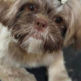 Shih Tzus from Waldrop’s Sassy Shihtzu’s