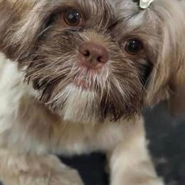 Shih Tzus from Waldrop’s Sassy Shihtzu’s