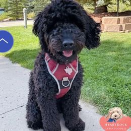 Ringo - Australian Labradoodle