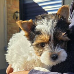 Marley (Girl 2) - Black tan and white female Biewer Terrier puppy in El Paso, Texas from De La Rosa Biewers