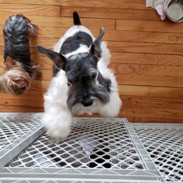 Max - Miniature Schnauzer