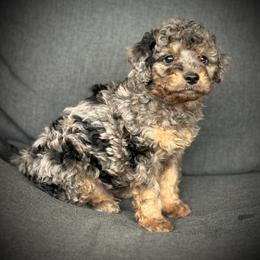 Chandler - Blue merle male Aussiedoodle puppy in Ivanhoe, Virginia from P3 Kennel