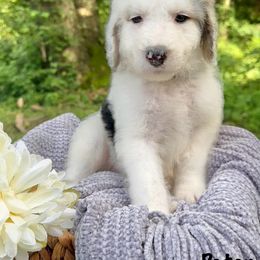 Peter - Merle male Sheepadoodle puppy in Thornville, Ohio from Four Front Doodles & Friends