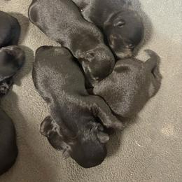 Isla - Black female Scottish Terrier puppy in Chattanooga, Oklahoma from Lottie Dottie Scottie’s and Papillons