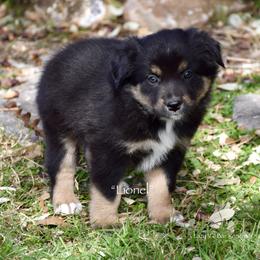 Lionel - Black tri male Miniature Australian Shepherd puppy in Evant, Texas from Lazy VT Bar Ranch