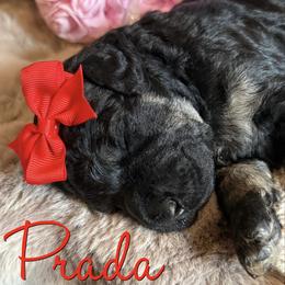 Prada - Phantom female Poodle puppy in Independence, Kansas from Malone Standard Poodles