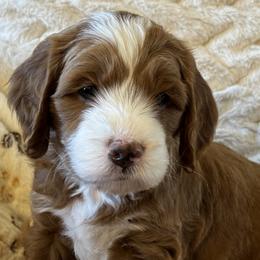 Boy 3 - Apricot male Goldendoodle puppy in Scottsdale, Arizona from Cockadoodle Poo Puppies