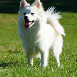 Pomeranians and Pomskies from Alpha Poms & Pomskies