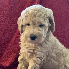 Double Doodle Puppies from Riverside Doodles in Seattle