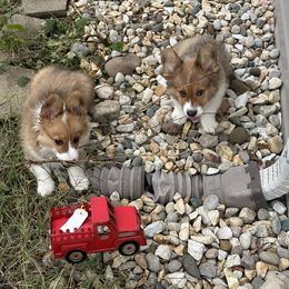 Pembroke Welsh Corgi Puppies from Mk’s Corgis