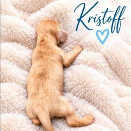 Kristoff - Fawn (Isabella) male Dachshund puppy in Vacaville, California from SchmooterBabies
